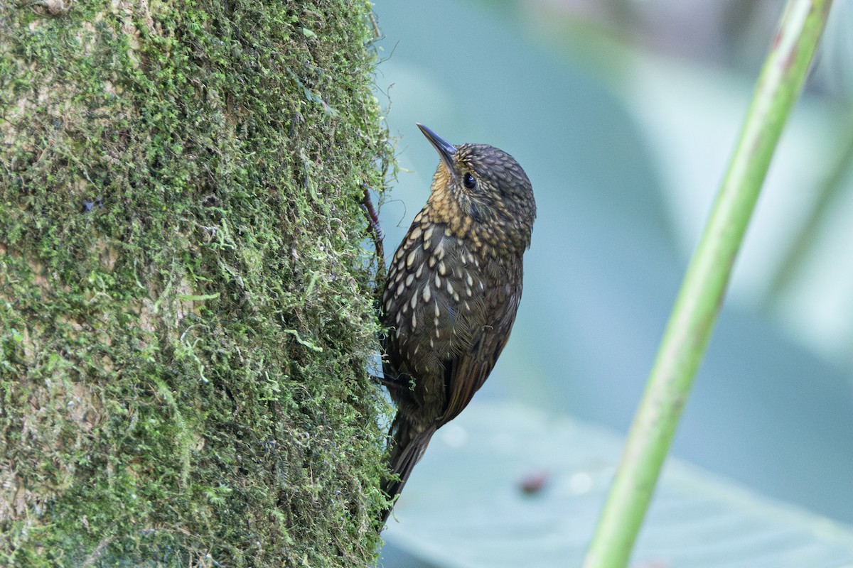 Spotted Barbtail - ML644477228