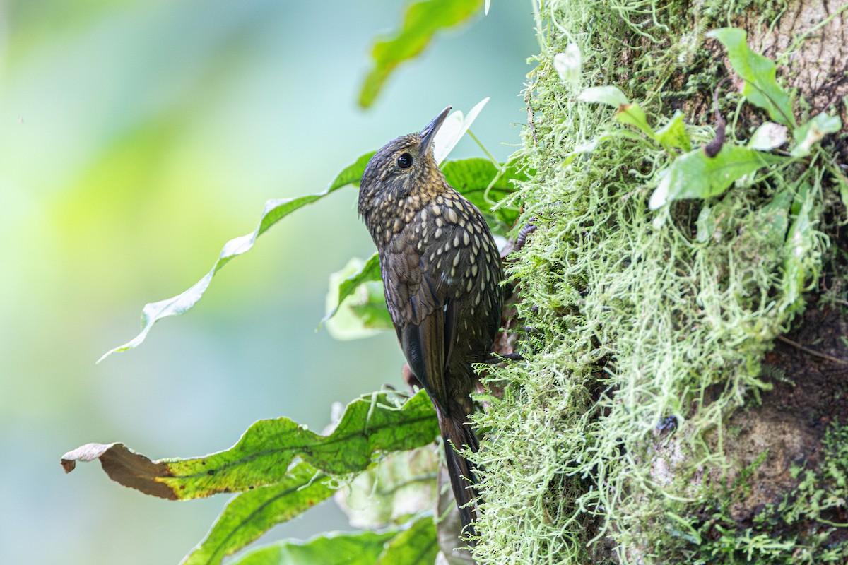 Spotted Barbtail - ML644477229