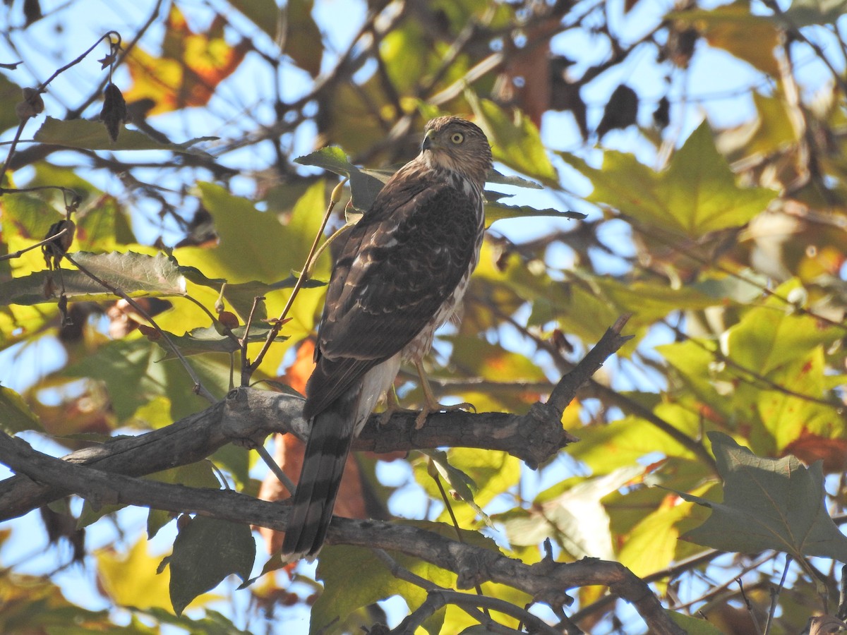 Sharp-shinned Hawk - ML644477232