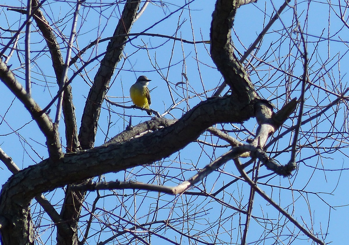 Western Kingbird - ML644477233