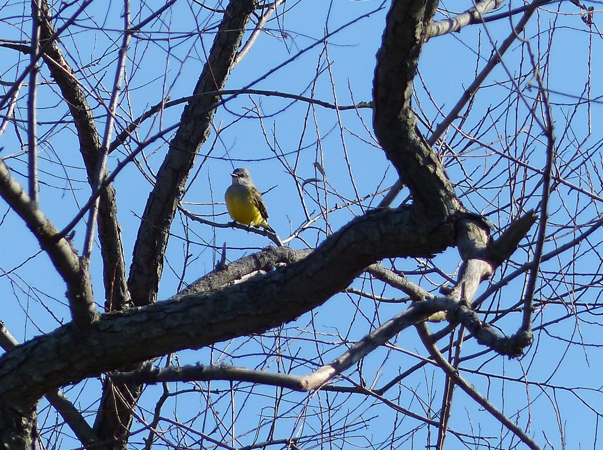 Western Kingbird - ML644477234