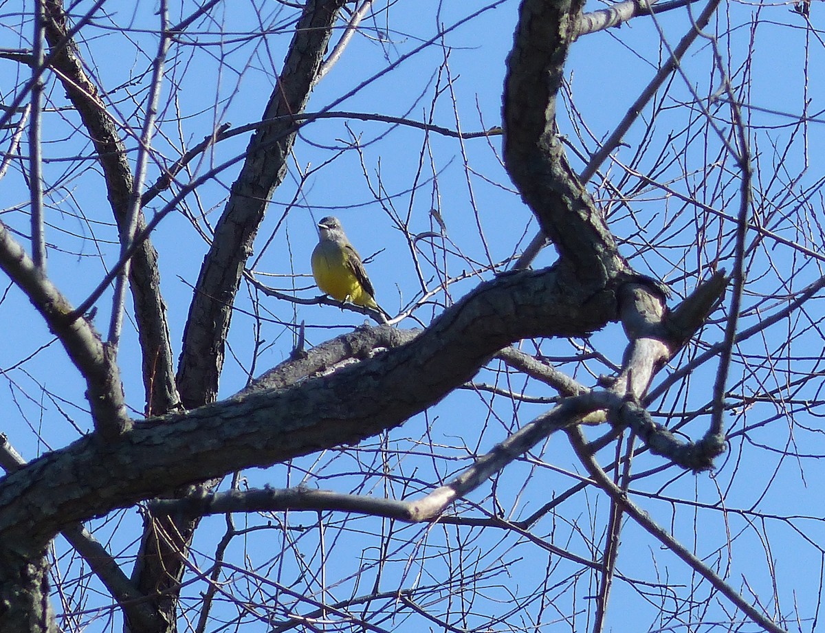Western Kingbird - ML644477235