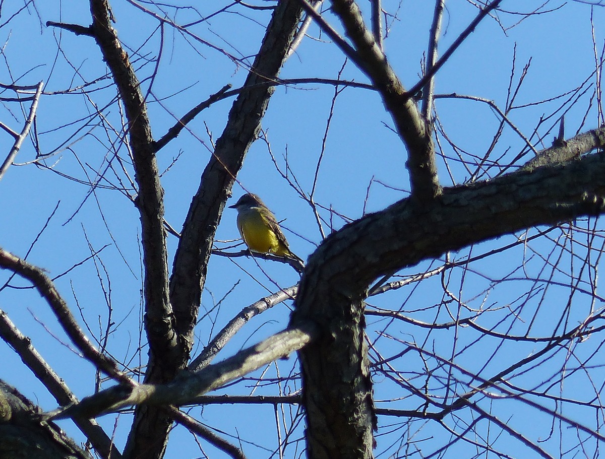 Western Kingbird - ML644477236
