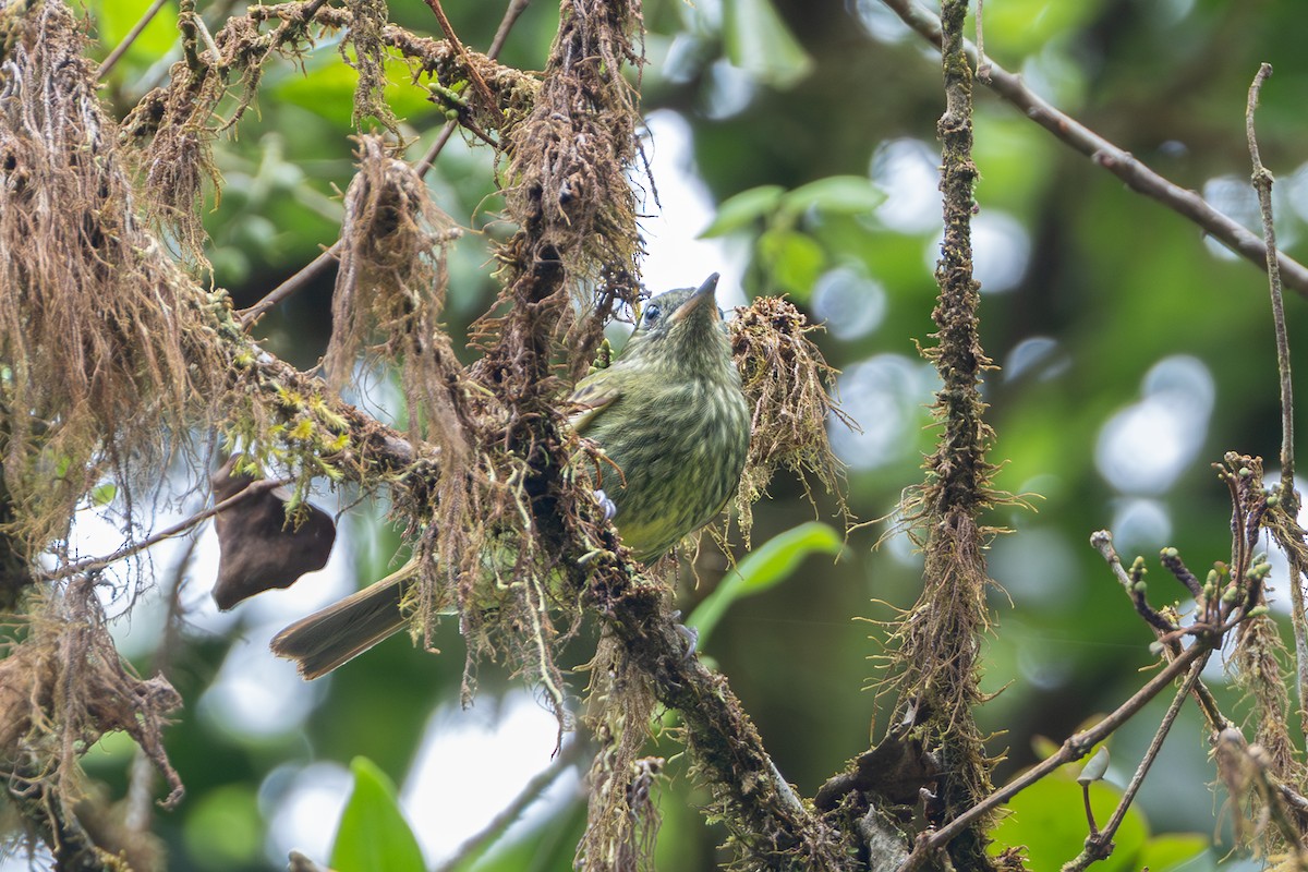 Olive-striped Flycatcher - ML644477237