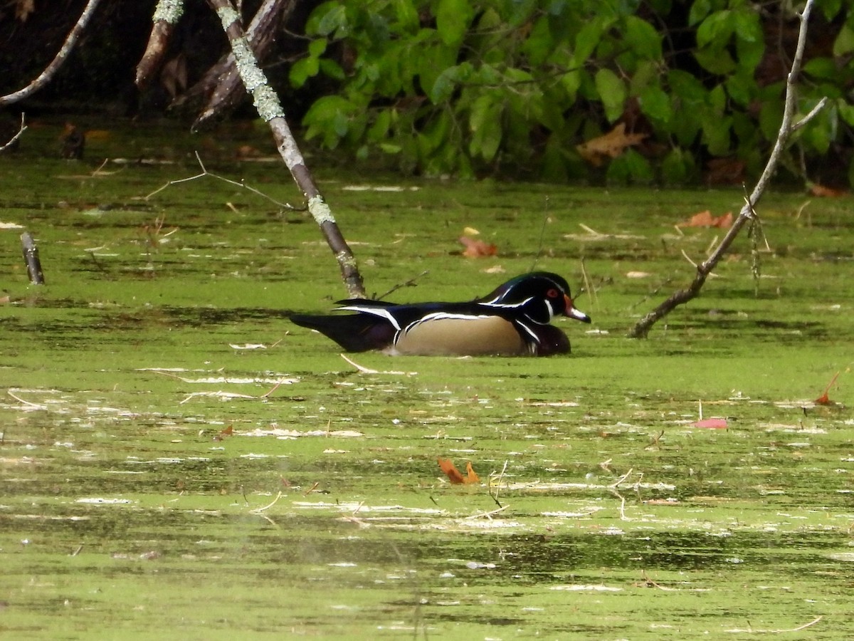 美洲鴛鴦 - ML644477238