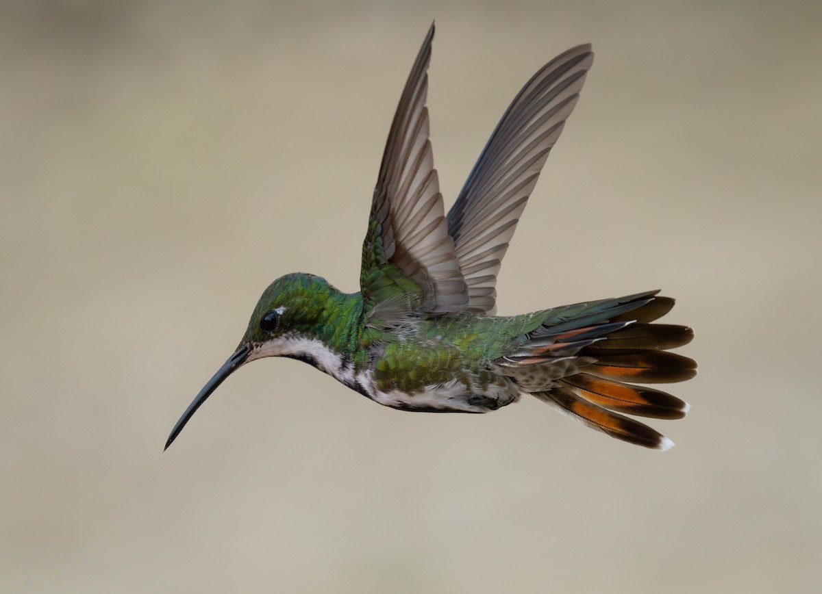 Black-throated Mango - ML644477239