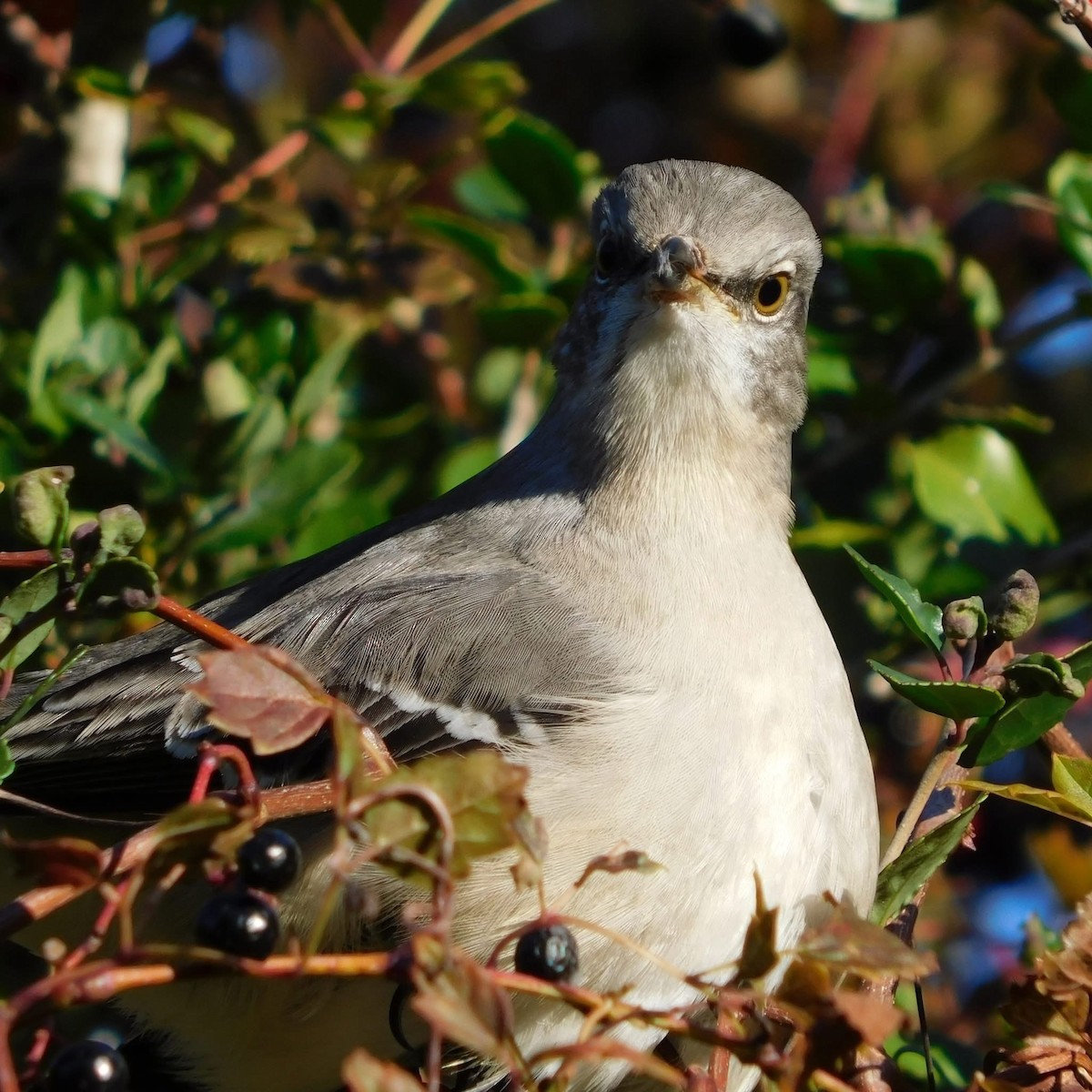 Northern Mockingbird - ML644477240