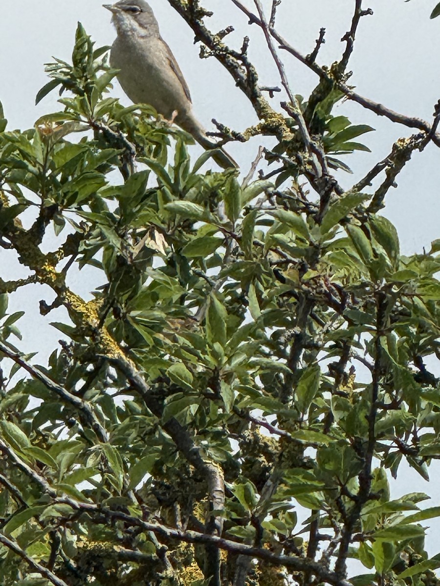 Шөвгөр зэржгэнэ - ML644477241