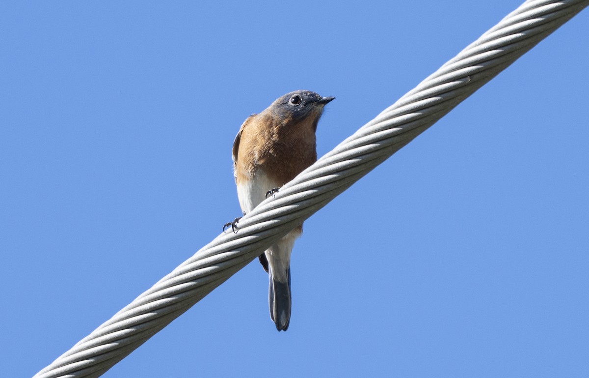 Eastern Bluebird - ML644477242