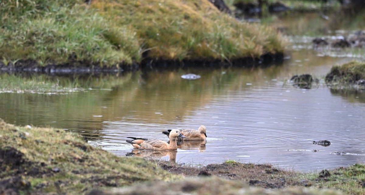 Ruddy Shelduck - ML644477247