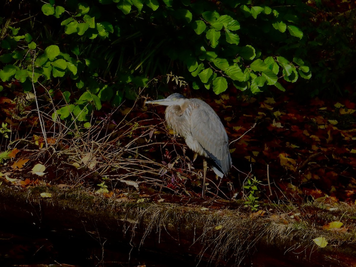 Great Blue Heron - ML644477249