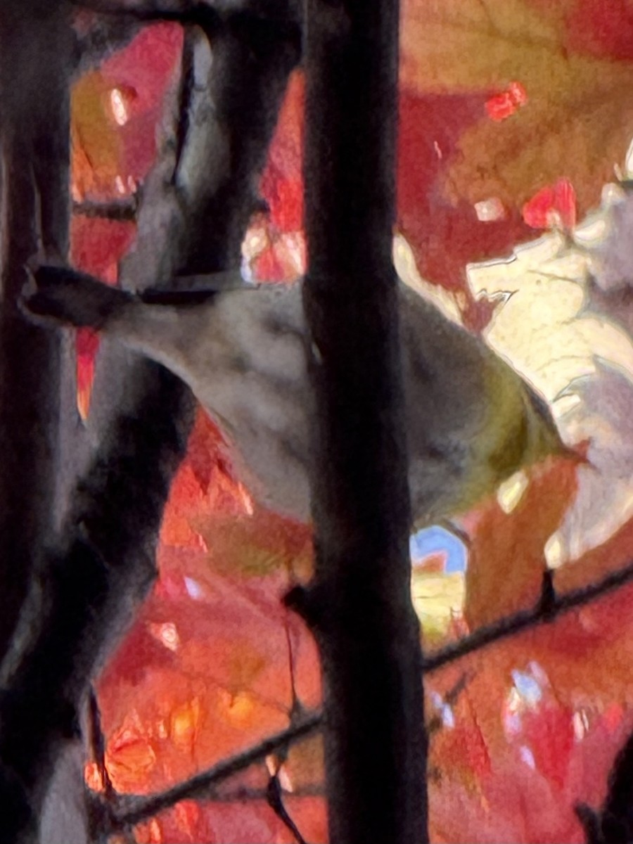 Northern Parula - ML644477252