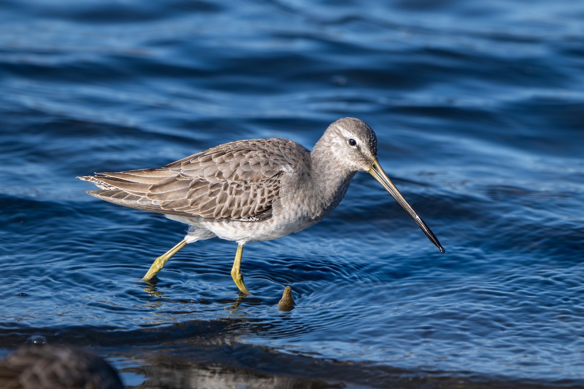 Long-billed Dowitcher - ML644477257