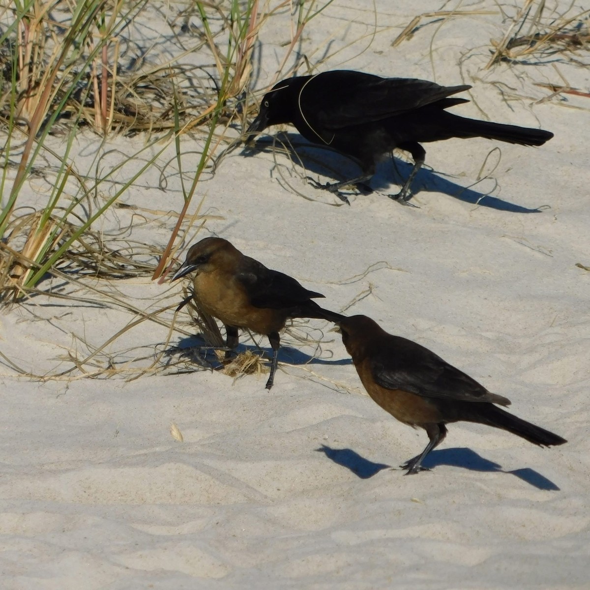 Boat-tailed Grackle - ML644477259