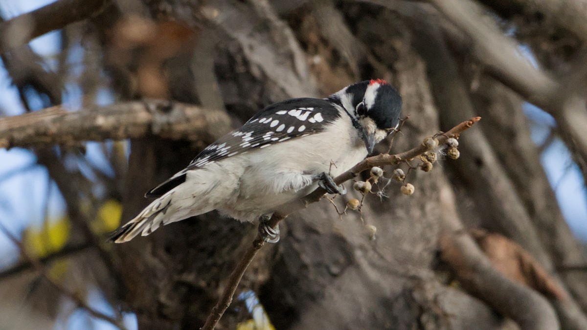 Downy Woodpecker - ML644477261