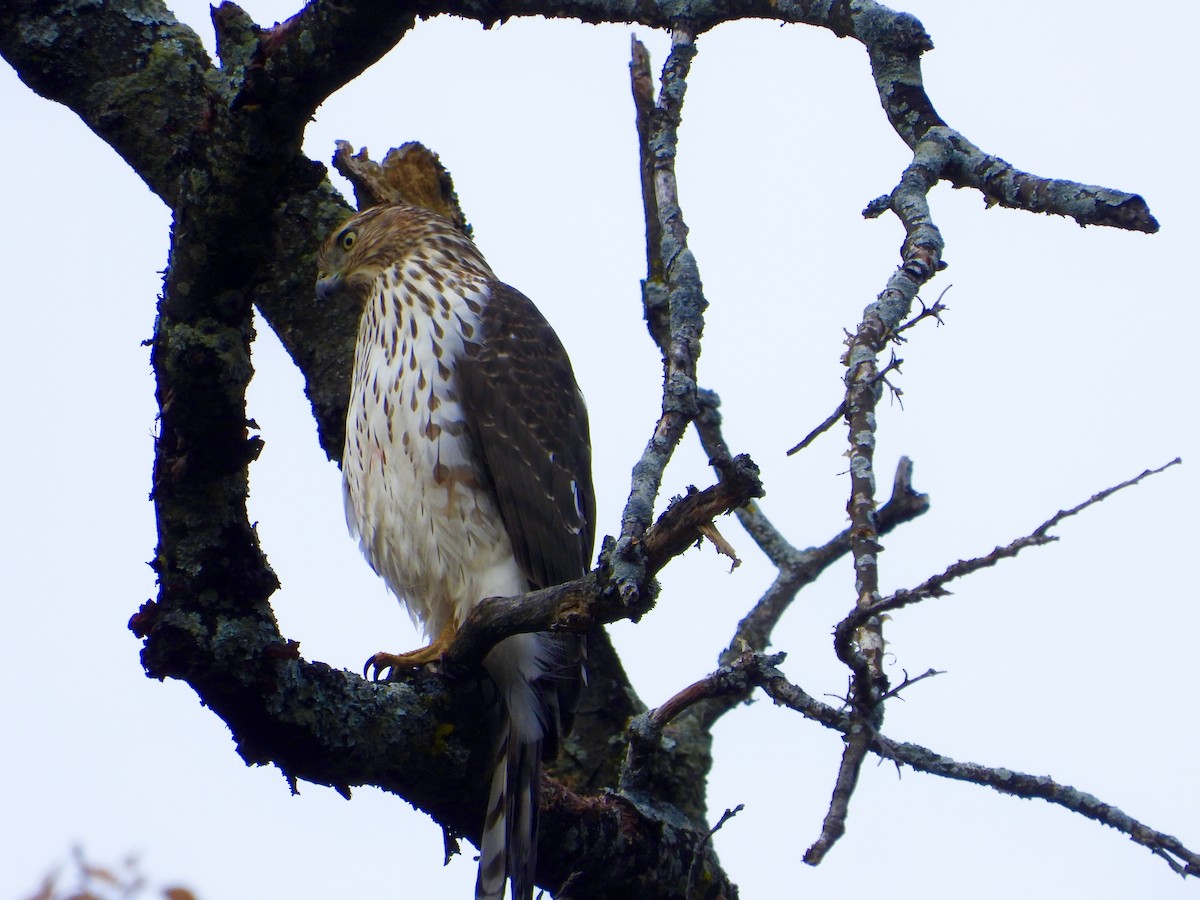 Cooper's Hawk - ML644477262
