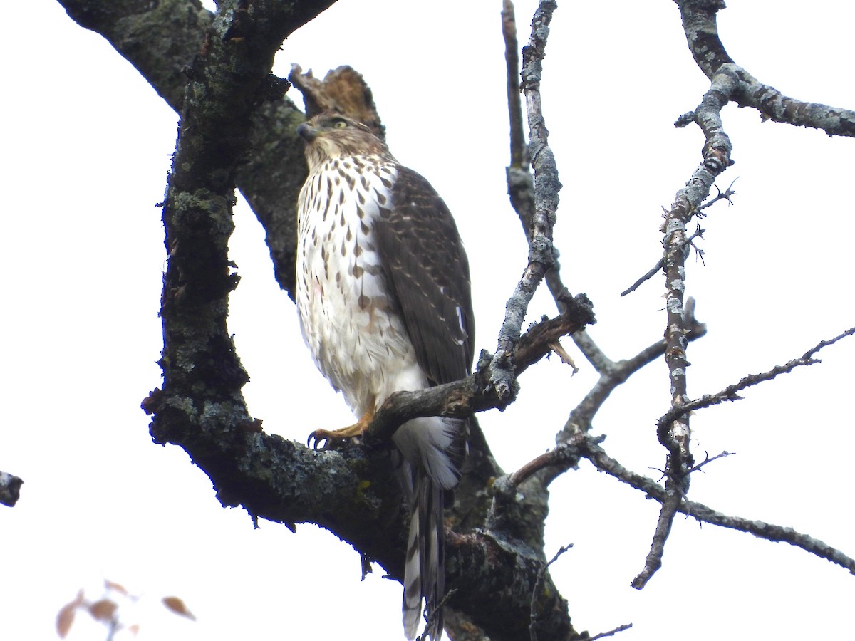 Cooper's Hawk - ML644477263