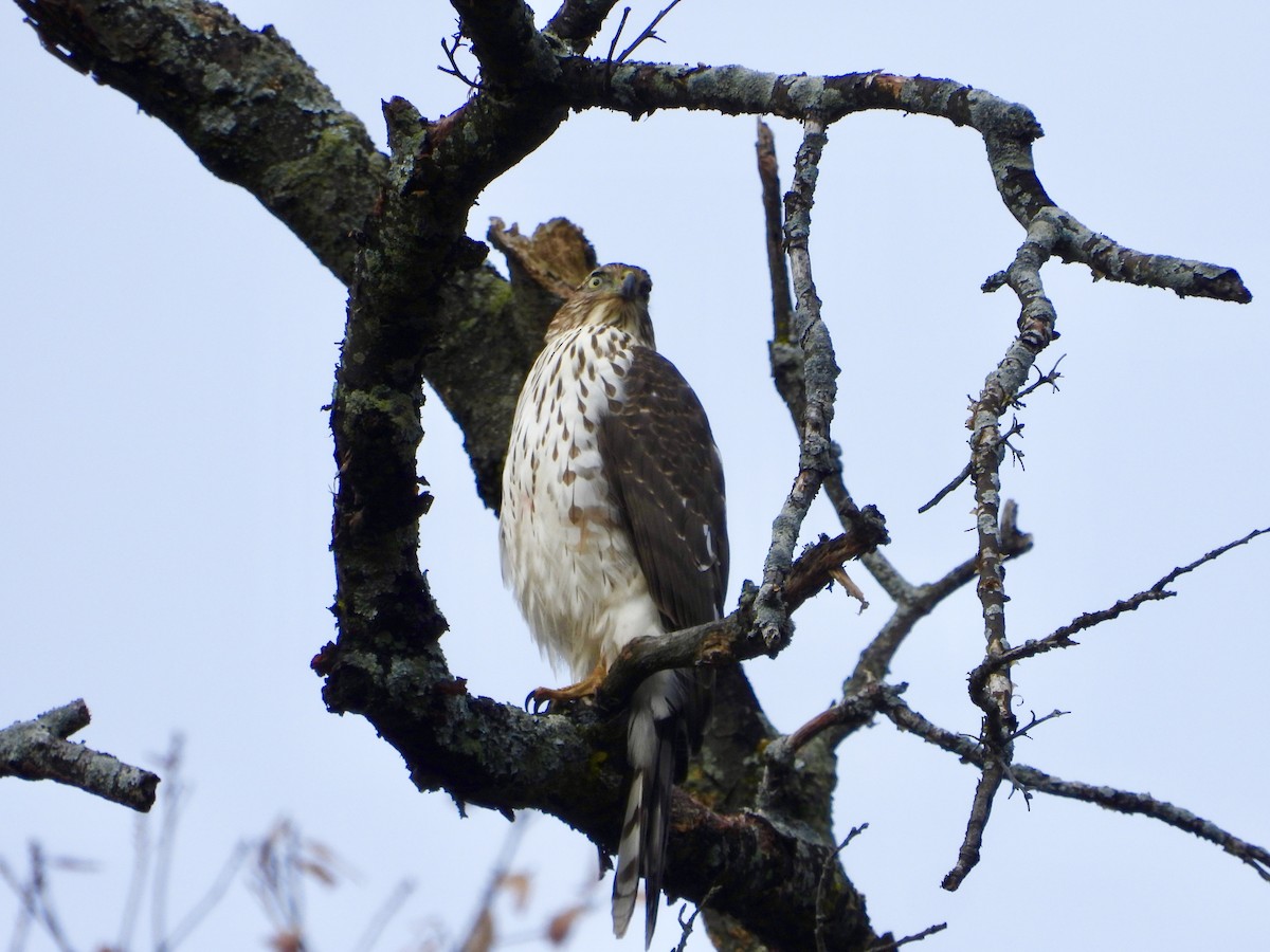 Cooper's Hawk - ML644477264