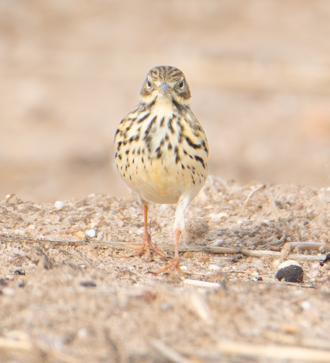 linduška luční - ML644477267