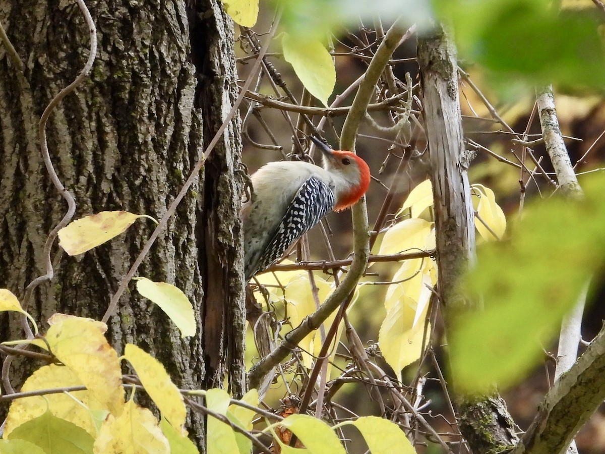 Red-bellied Woodpecker - ML644477282