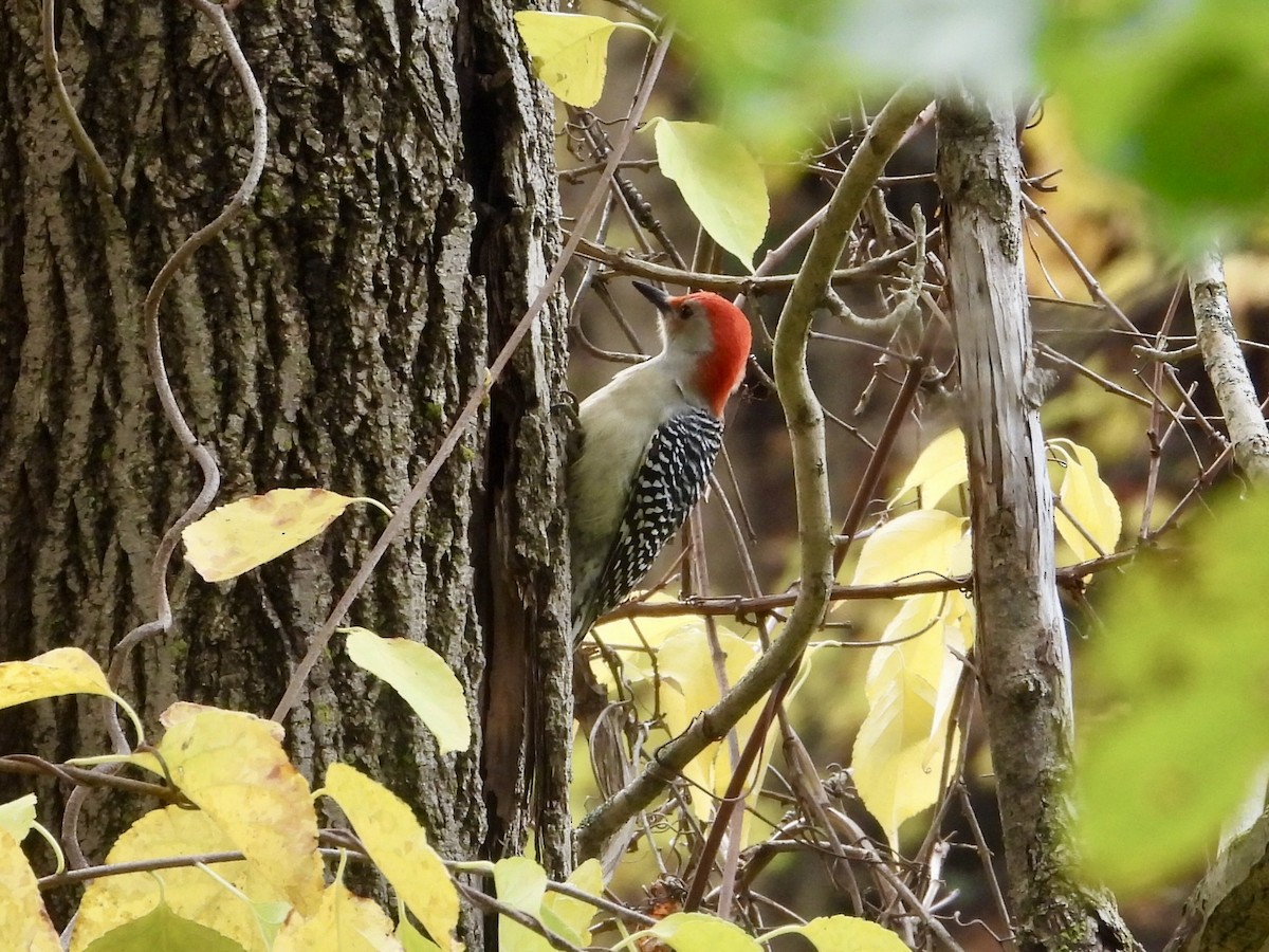 Red-bellied Woodpecker - ML644477283