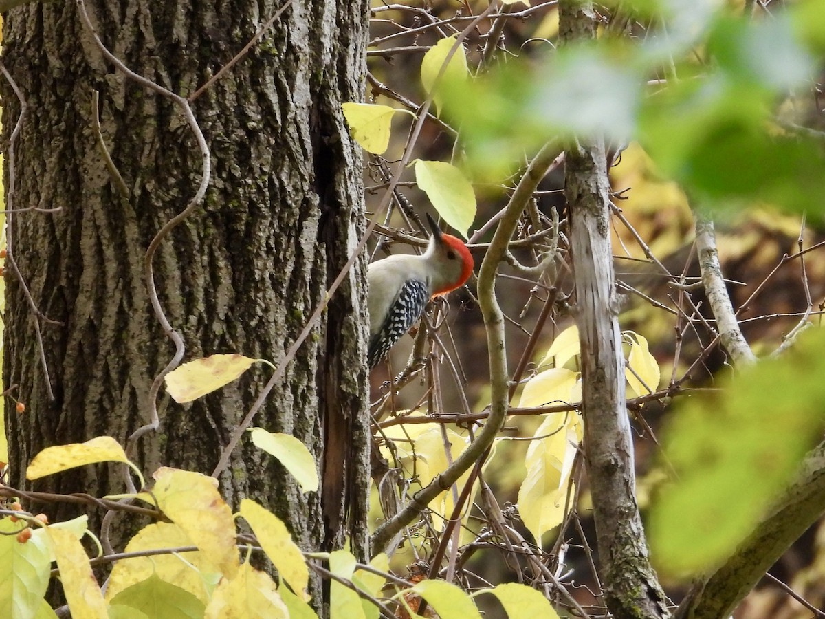 Red-bellied Woodpecker - ML644477284