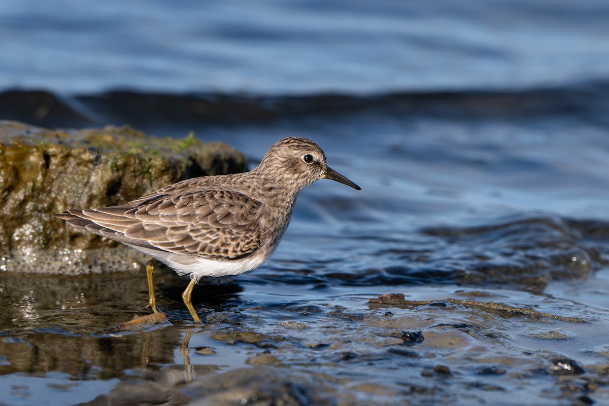 Least Sandpiper - ML644477288