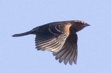 ハゴロモガラス（phoeniceus グループ） - ML644477291