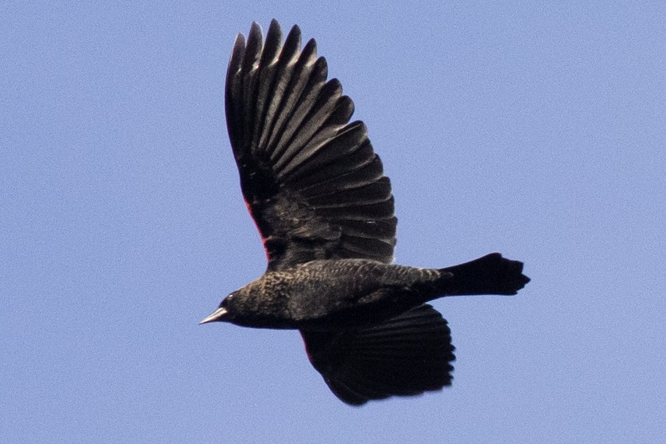 ハゴロモガラス（phoeniceus グループ） - ML644477293