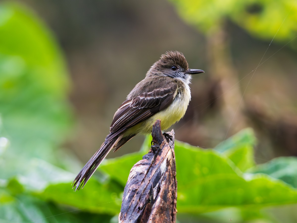 Pale-edged Flycatcher - ML644477295