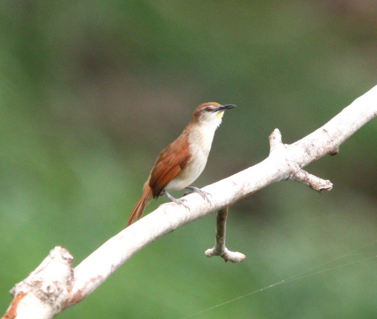 キバシリカマドドリ - ML644477299