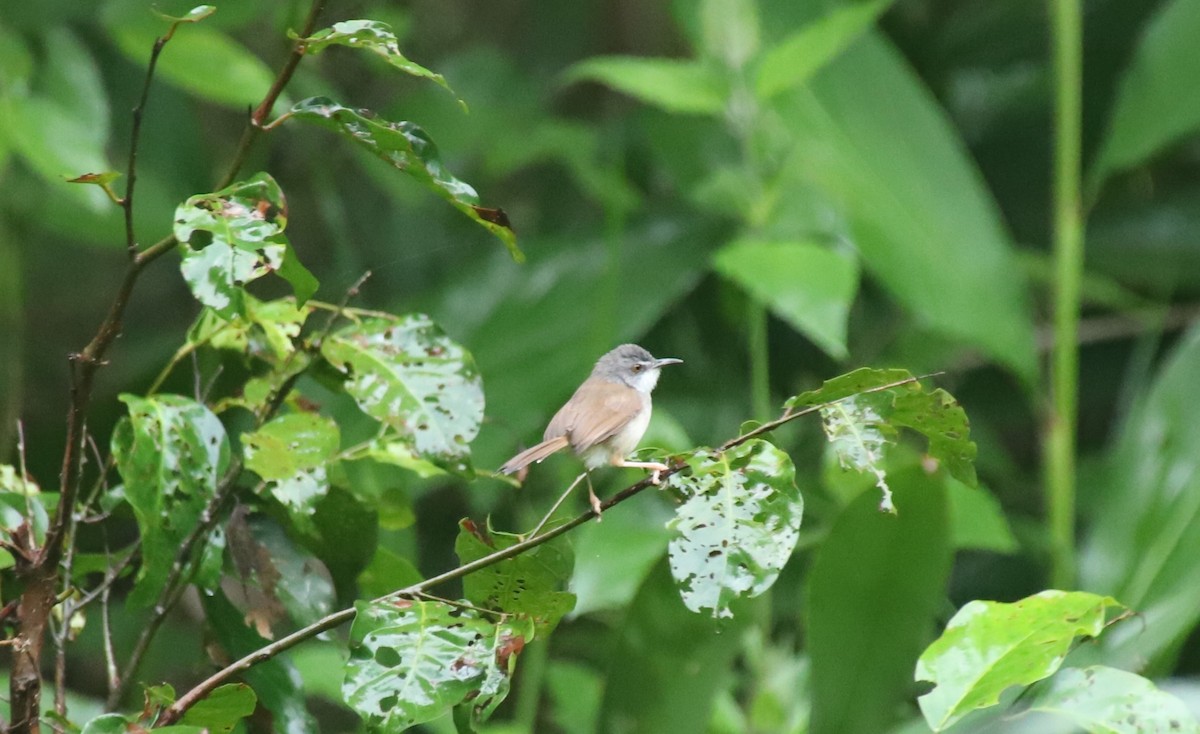 チャイロハウチワドリ - ML644477309