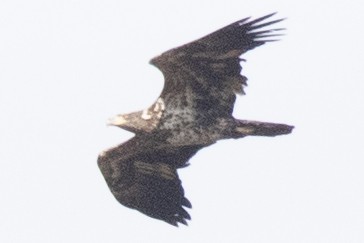 ハクトウワシ - ML644477311