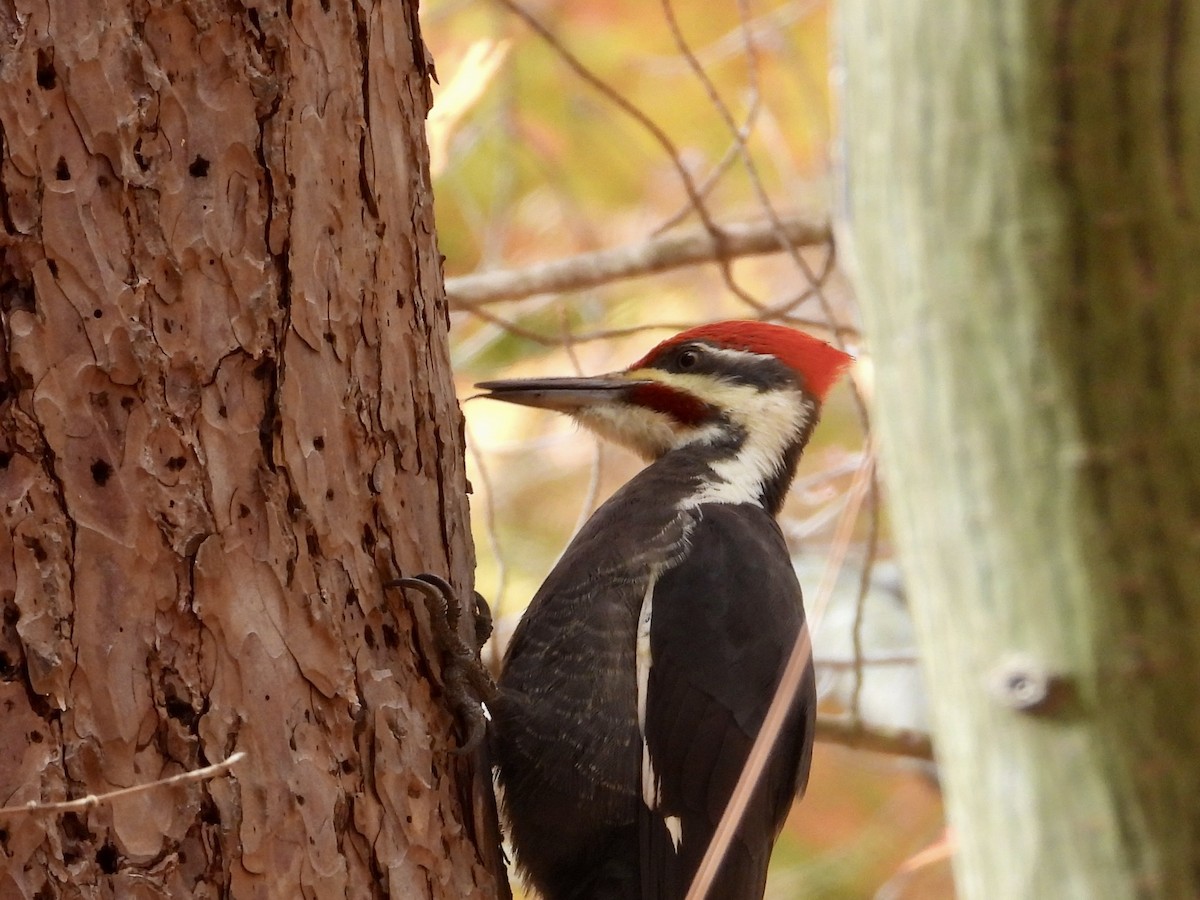 Pileated Woodpecker - ML644477313