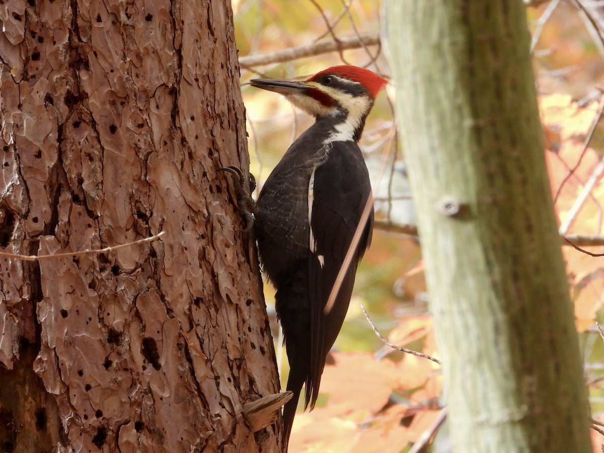 Pileated Woodpecker - ML644477314