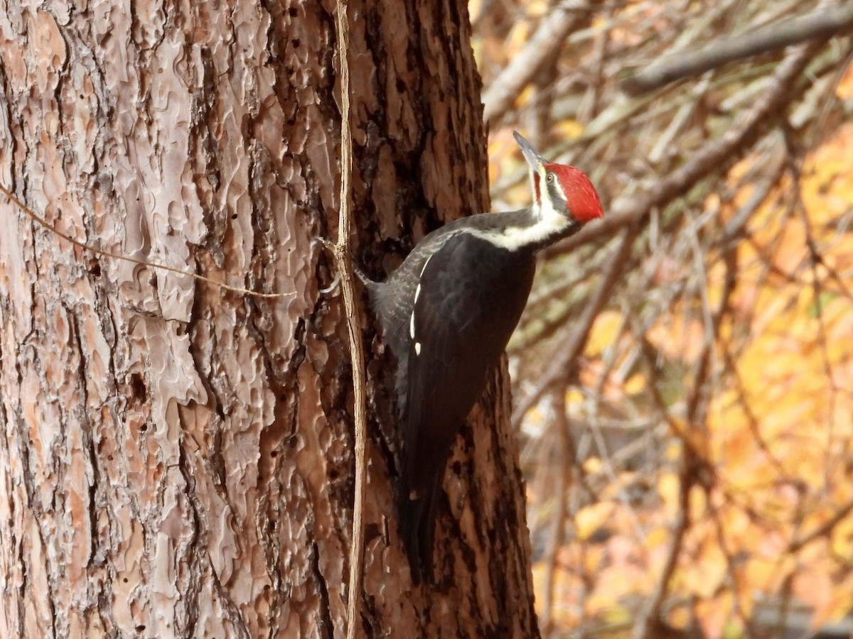 Pileated Woodpecker - ML644477316