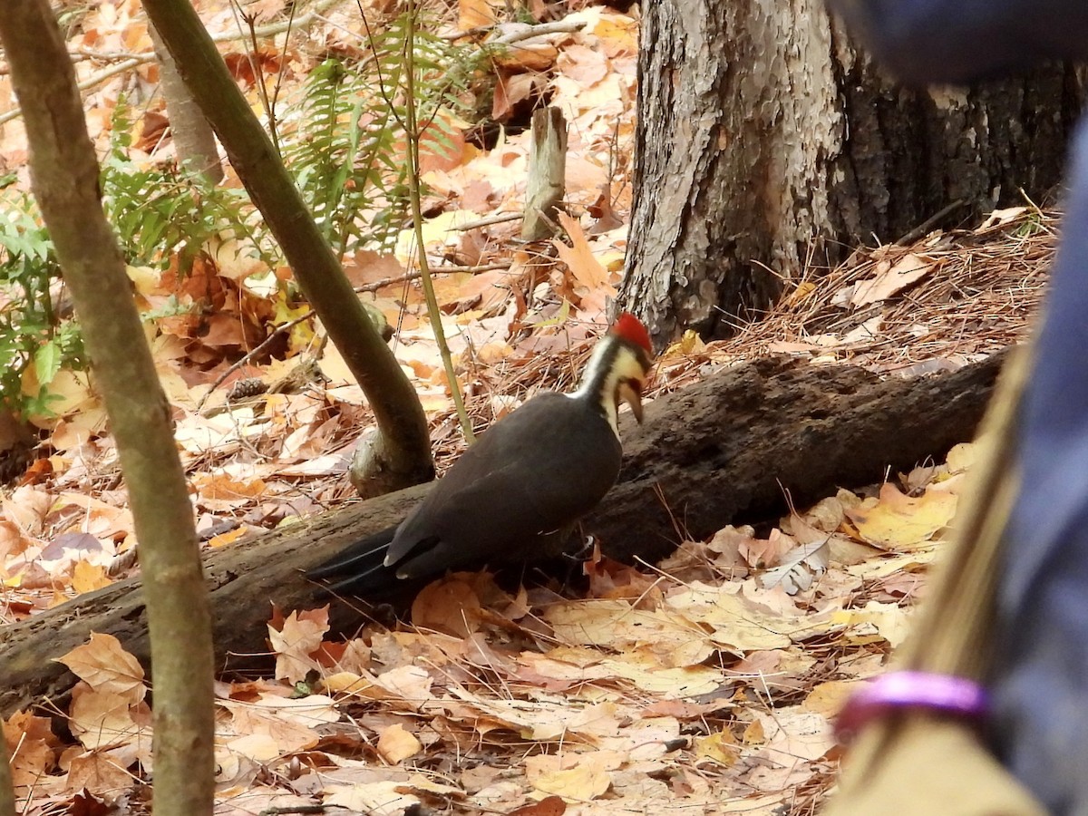 Pileated Woodpecker - ML644477317