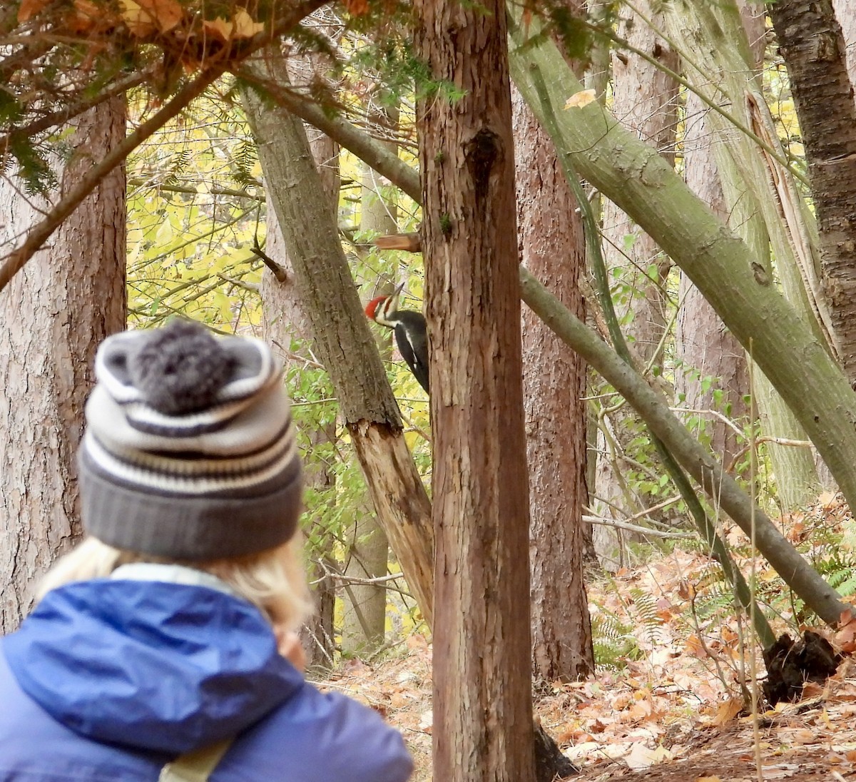 Pileated Woodpecker - ML644477318