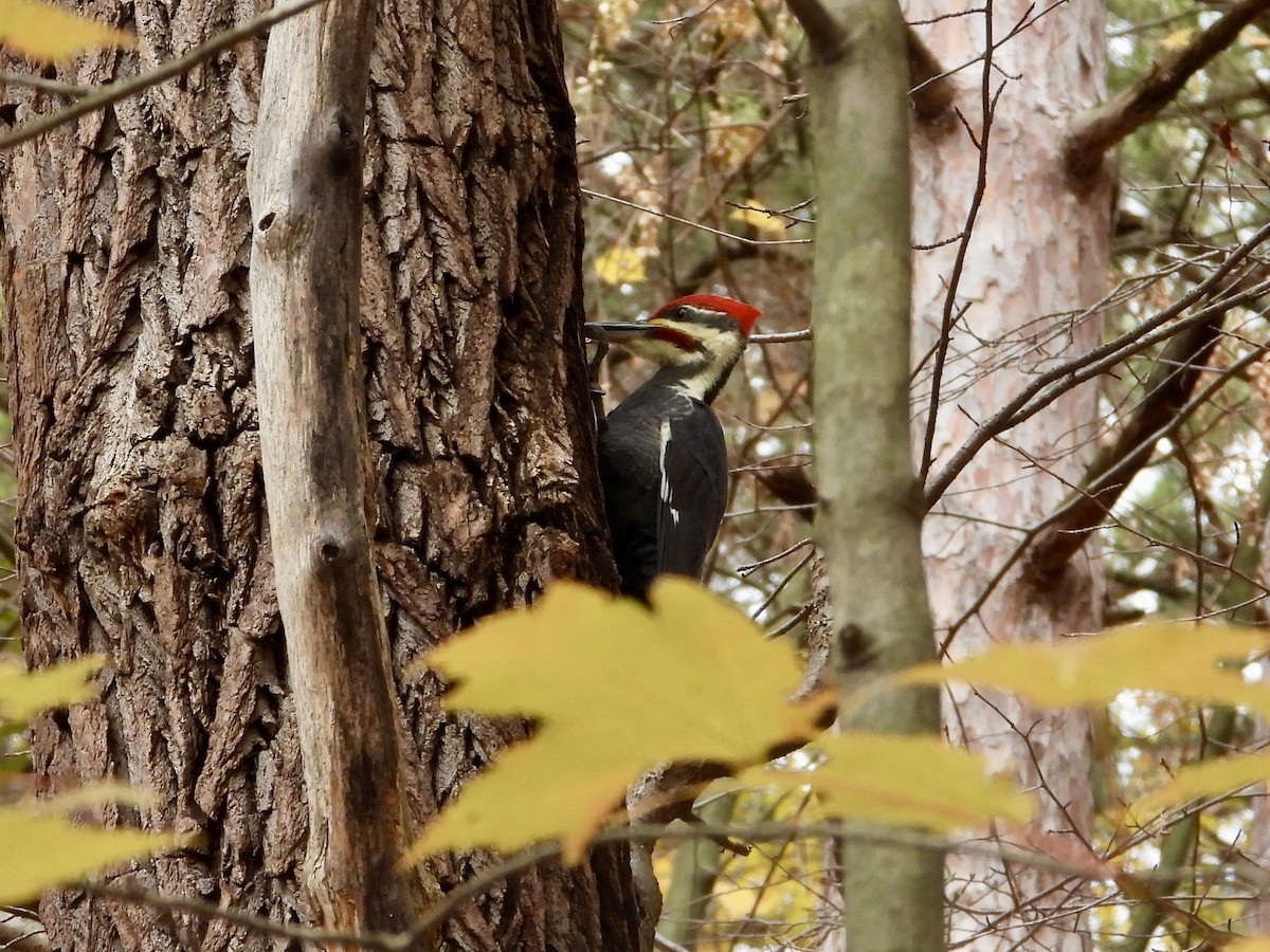 Pileated Woodpecker - ML644477321