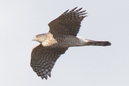 クーパーハイタカ - ML644477325