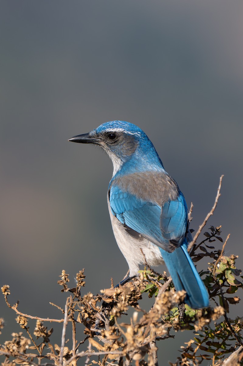 Chara Californiana - ML644477332