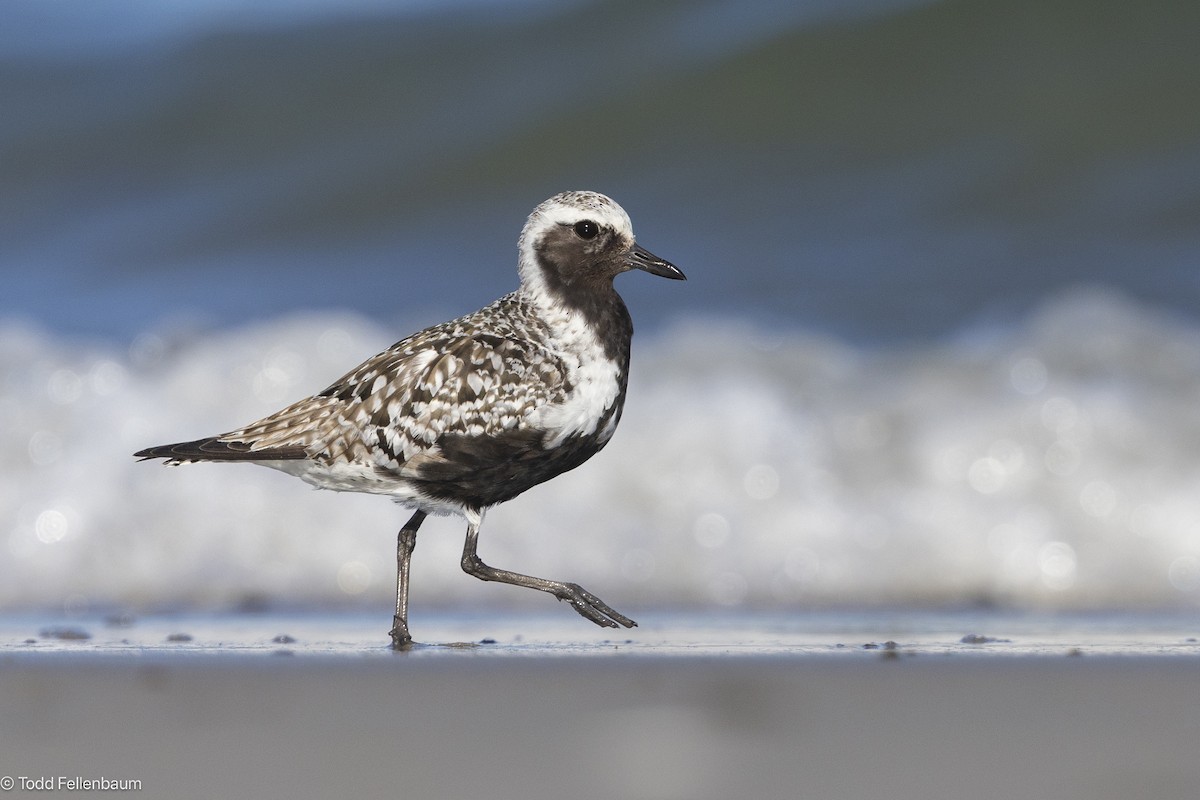 Black-bellied Plover - ML644477334