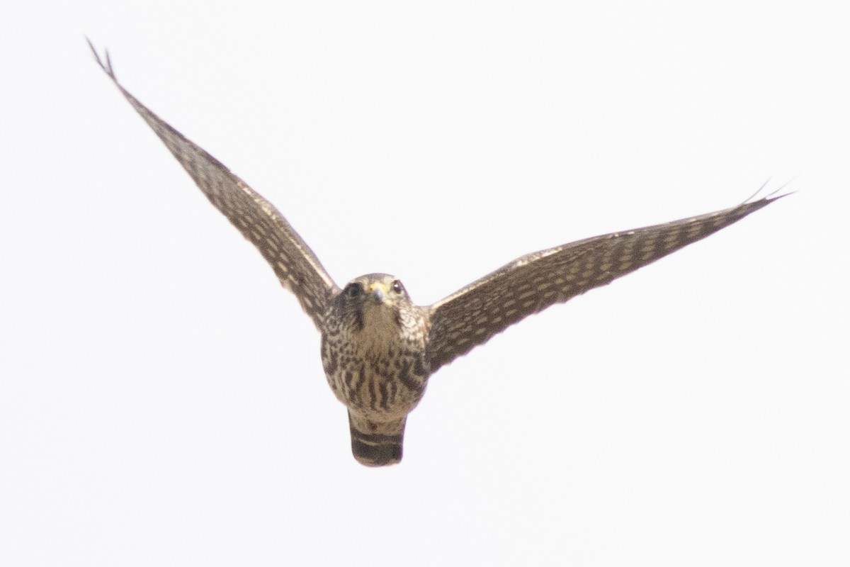 コチョウゲンボウ - ML644477336