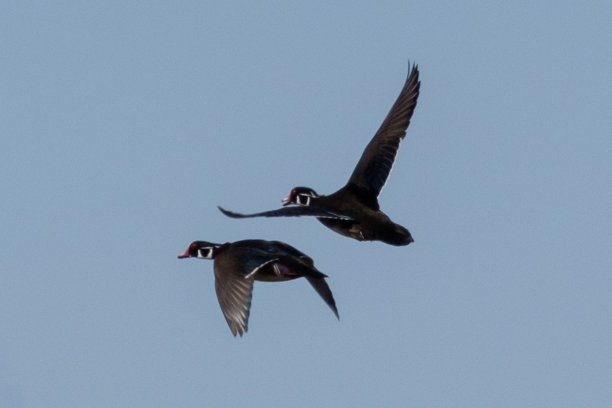 Wood Duck - ML644477338