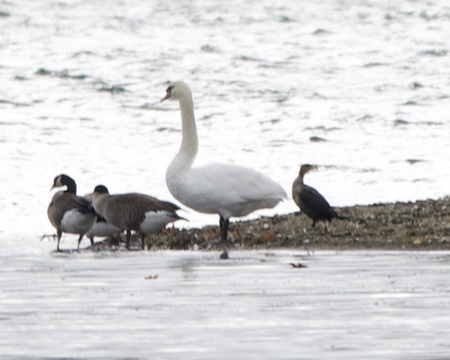 Double-crested Cormorant - ML644477339
