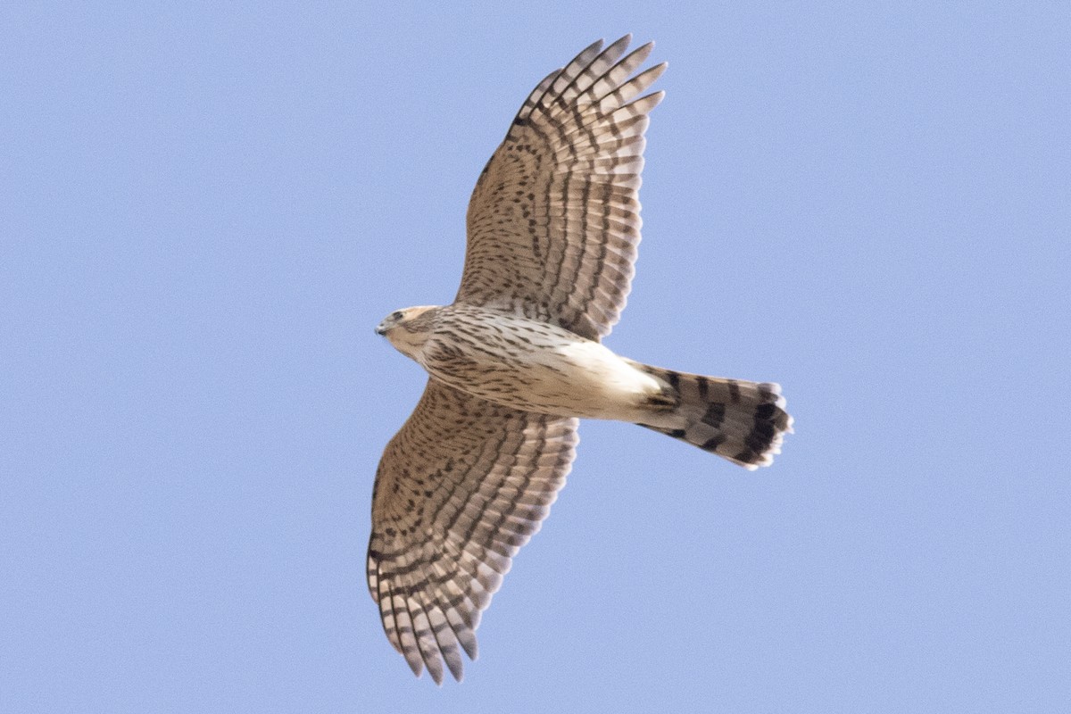 Cooper's Hawk - ML644477340