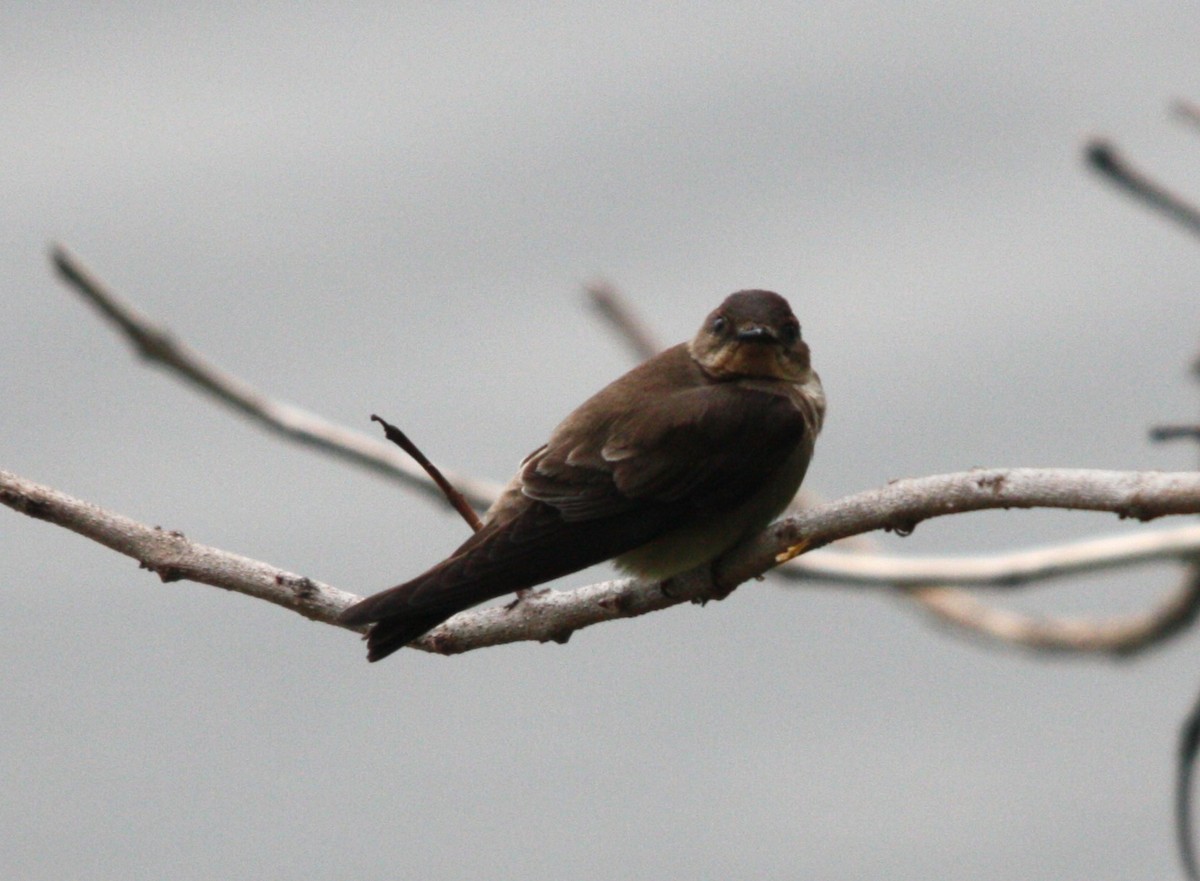 Southern Rough-winged Swallow - ML644477341