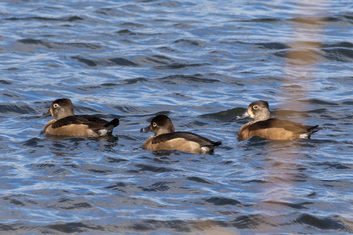 Ring-necked Duck - ML644477346