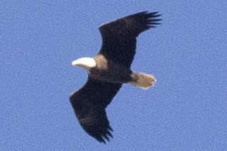 Bald Eagle - ML644477347