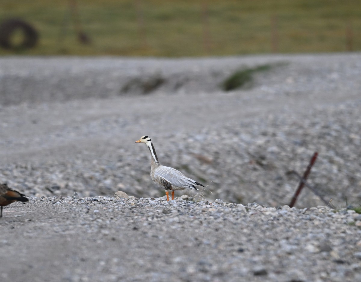 Bar-headed Goose - ML644477348
